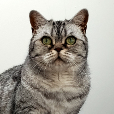 Senna